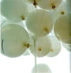 Rinko Kawauchi, Utatane 116, 2001