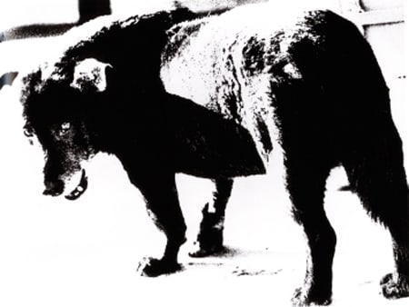 Daido Moriyama, Stray Dog, Amori, Japan, 1971