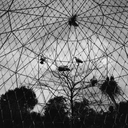 Graciela Iturbide, Roma, from the series Asor [Aviary], 2007