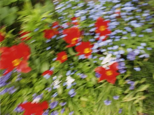 Rinko Kawauchi, Untitled, mm 23 From the series "Murmuration", 2010