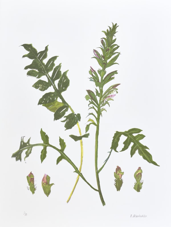 Elizabeth Blackadder RSA Wild Flower, 2014 Screenprint 76 x 56 cm Edition of 80