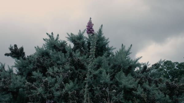 MV Brown Glove, 2019 Unique giclée print Print: 11.5 x 20 cm Frame: 25.5 x 34 cm