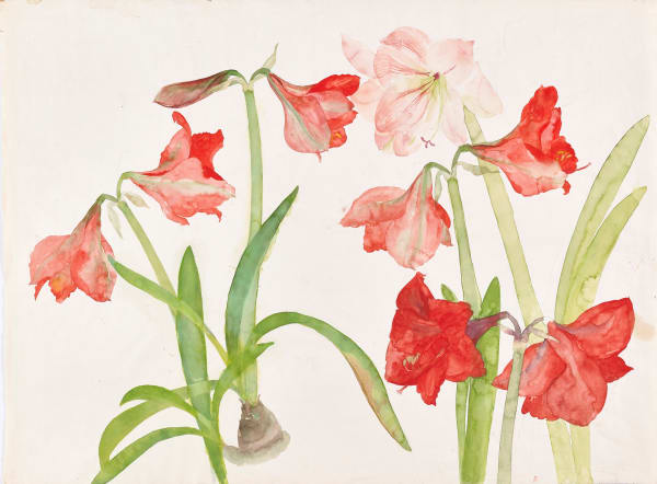 Elizabeth Blackadder RSA Untitled (Pink and Red Amaryllis) Watercolour on paper Image: 56 x 77 cm Frame: 67 x 96 cm