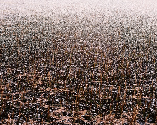 Corrie Jennison, Snowfall on Ice, 2024