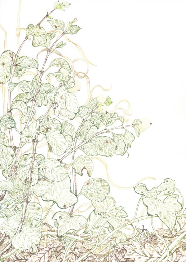 Jane Hyslop RSA, Winter Study I, Snowberry, 2021