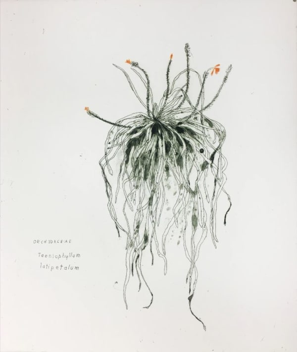 Elizabeth Blackadder RSA, Orchid Portfolio 5 (Orchidaceae Taeniophyllum latipetalum), 1992-1993