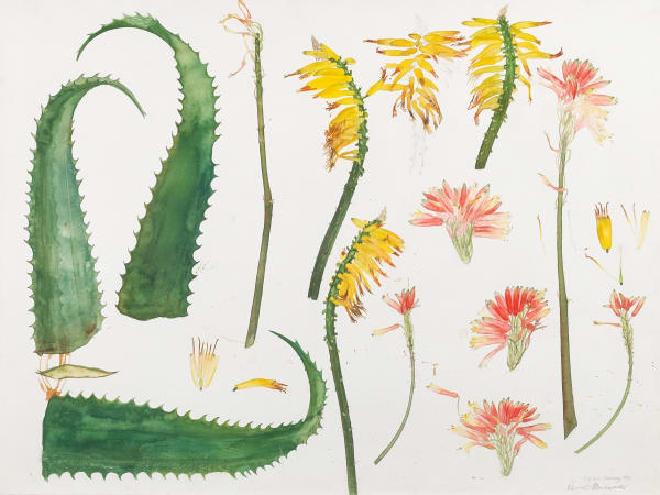 Elizabeth Blackadder RSA Aloe, 1983 Watercolour on paper 56 x 79 cm