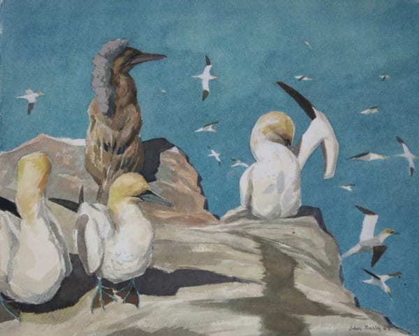 John Busby RSA Gannets on the Bass, 1987 Watercolour 28 x 35 cm