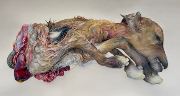 Shannon Louise Leslie Roe of Three, 2023 Caran D’ache pencils on Arches paper 35.5 x 65 cm