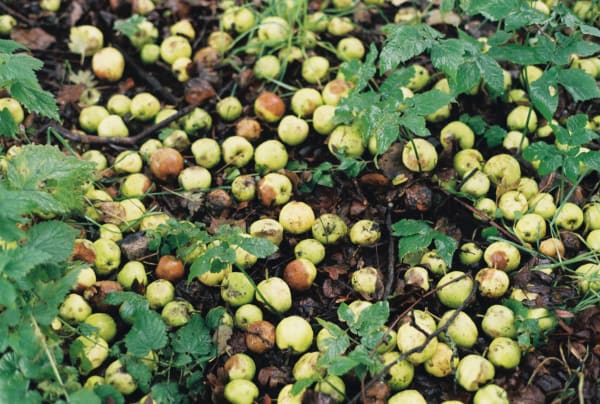 Audrey Grant, ET IN ARCADIA EGO II