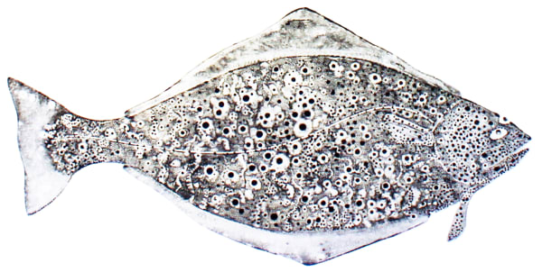 Halibut