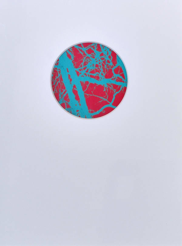 Kate Whiteford RSA, Petri Culture (Quercus) I