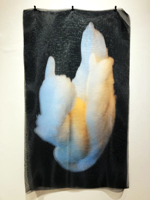 Chiara van den Hoven, Wing