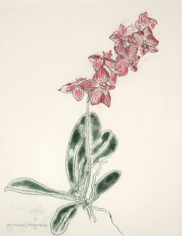 Elizabeth Blackadder RSA Orchidacaeae - Phalaenopsis, 1987 Soft-ground etching and spit-bitten aquatint 60 x 45 cm (plate) 71 x 54.5 (support) Edition of 50 plus 1 artist's proof