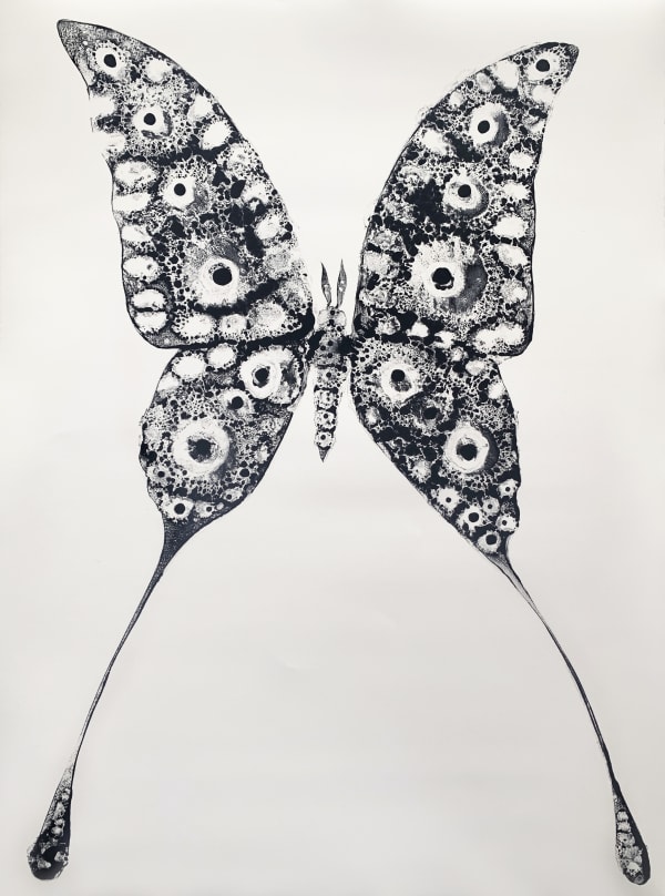 Stuart MacKenzie RSA, Species Morphology: Comet Moth Swallowtail Hybrid 2