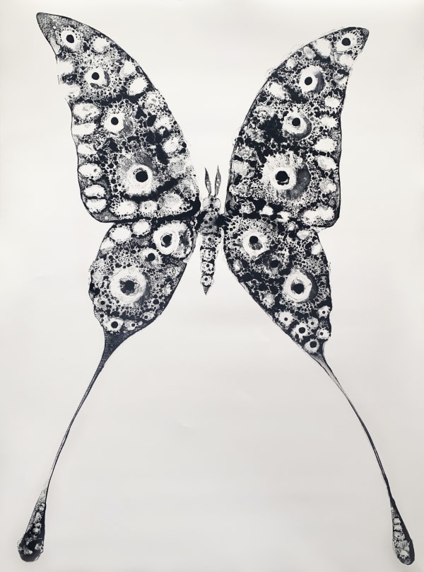 Species Morphology: Comet Moth Swallowtail Hybrid 2