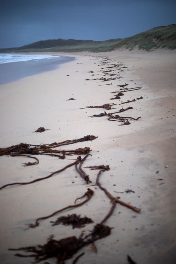 Jamie Wardrop, Tràigh Feall