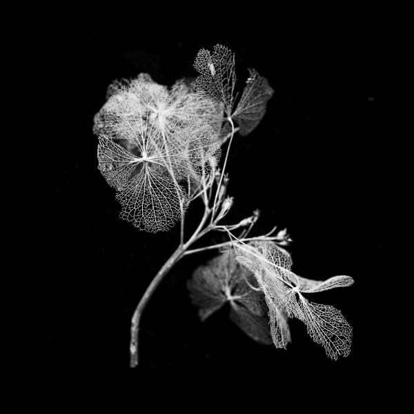 Norman McBeath RSA Equinox, 2025 Photograph, archival print 42 x 29.5 cm Edition of 10