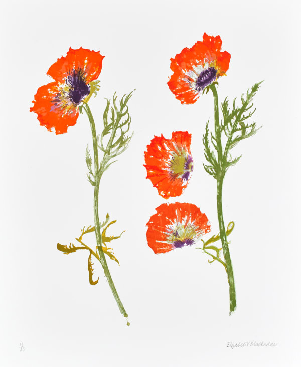 Elizabeth Blackadder RSA Poppy Study, 2011 Screenprint 61 x 49 cm Edition of 80 plus 1 artist's proof
