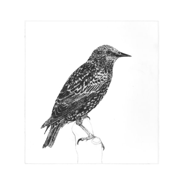 Emma Holden Wee Stuckie, 2024 Drypoint etching Unframed: 20 x 19 x 1 cm Framed: 32 x 30 x 3 cm Edition of 25