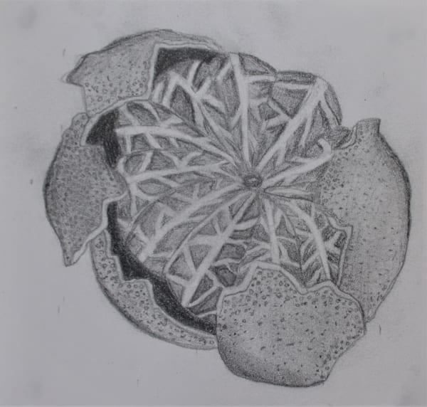 Elise McNeally Hamilton College