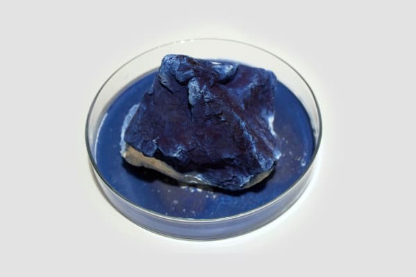 Anne Bevan RSA (Elect) + Mark Edmonds all manner of singular forms (Erratic 4), 2024 Cast plaster with ink and watercolour in glass dish Approx. 20 x 12 cm