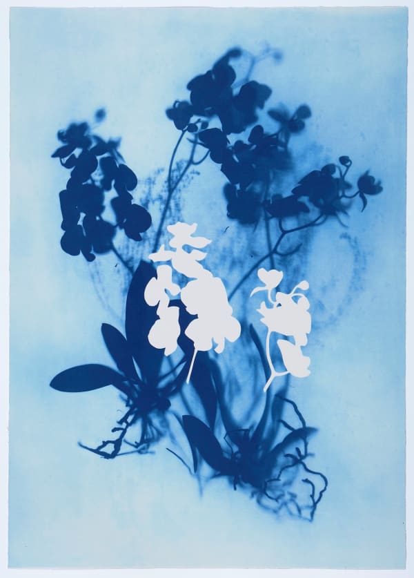 Wendy McMurdo RSA, Ghost Orchid (Blue) II, 2023