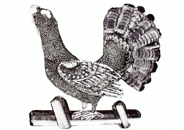 Stuart MacKenzie RSA Capercaillie Oil on paper 84 x 106 cm