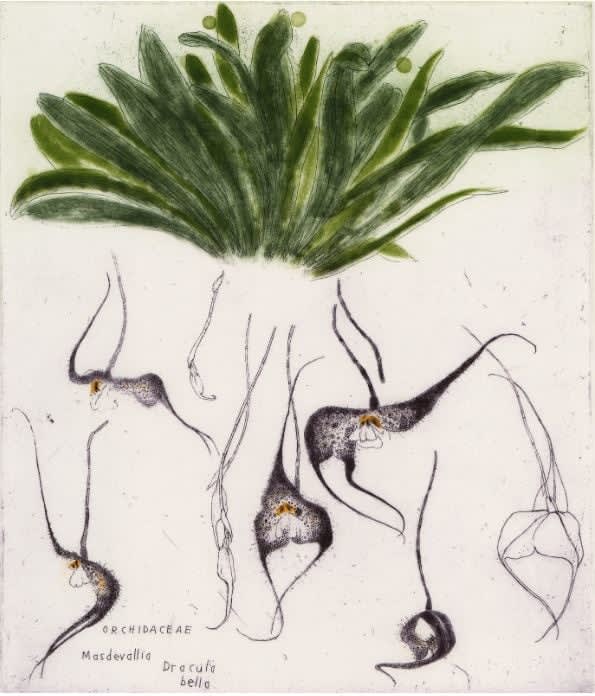 Orchid Portfolio 6 (Orchidaceae Masdevallia dracula bella)