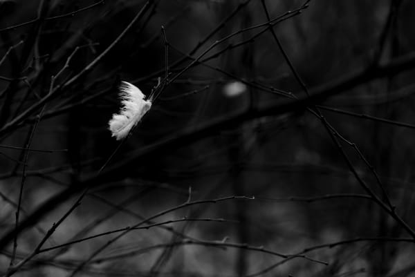 Denise DeLaunay-Wood Trapped Feather, 2021 Photographic print - Dibond lustre 15 x 21 cm