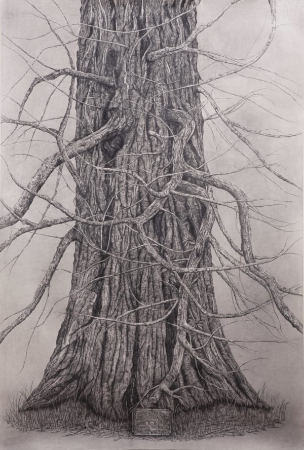 Lauren Ferguson Yet dwells the strain enshrined in the memory, 2022 Graphite on paper 250 x 168 cm