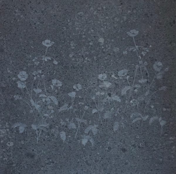 Mary Bourne RSA Rock Cinquefoil, 2018 Cumbrian slate 40 x 40 cm