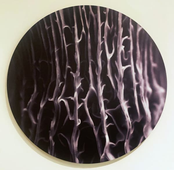 Ella Josephine Campbell, Myco-Cirrostratus (Undulatus), 2023