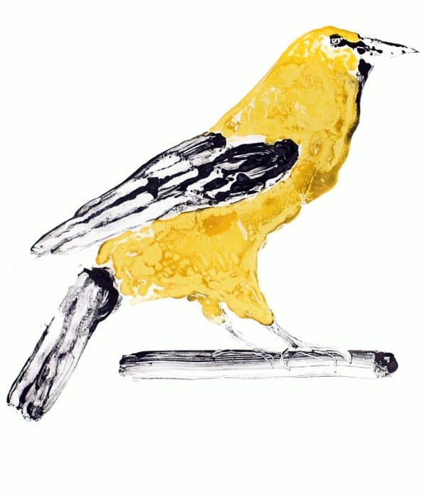 Stuart MacKenzie RSA Golden Oriole I Oil on paper 34.5 x 29.5 cm