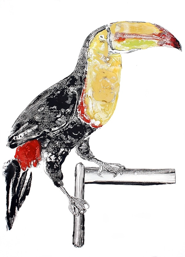 Stuart MacKenzie RSA Toucan Oil on paper 79 x 61 cm