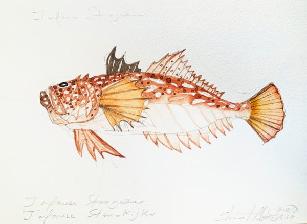 Stuart MacKenzie RSA Species Morphology, after Kawahara Keiga (Tojoske) (1786-after 1859): Japanese Stargazer Watercolour 43 x 37