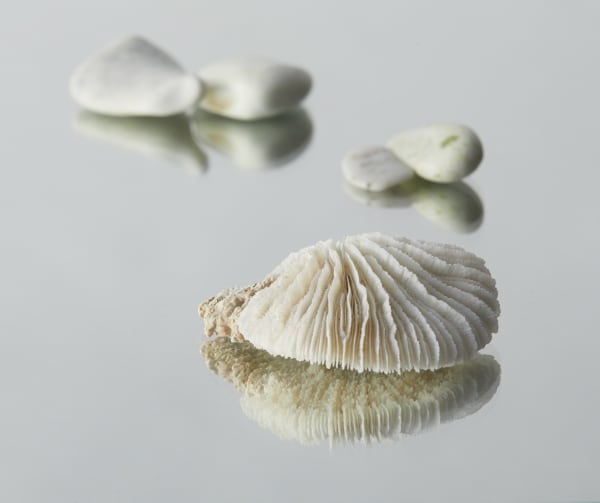 Ilana Halperin RSA, From Coral to Marble, 2014