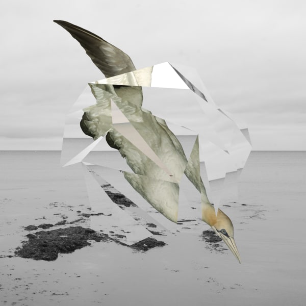Wendy McMurdo RSA Nature Study (Gannet) ii, 2021 Archival pigment inkjet print on Arches Velin Museum Rag 315gsm Image size: 46 x 46 cm Paper size: 59 x 59 cm Edition of 25