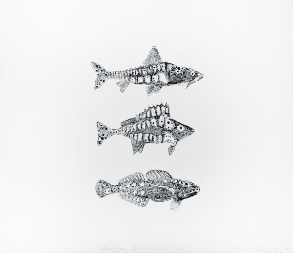 Stuart MacKenzie RSA Species Morphology: Gudgeon, Ruffe, Bullhead Sculpin, Study II, 2020 Oil on Zerkall paper 31 x 36 cm