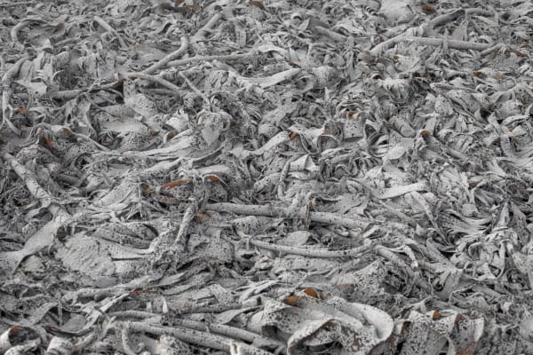 Jamie Wardrop, Hoolie