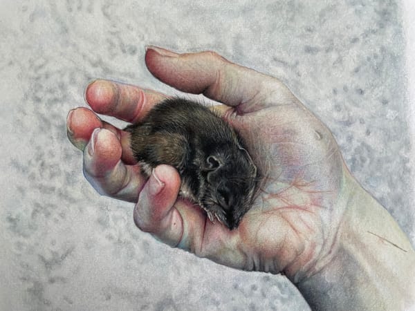 Shannon Louise Leslie Mouse, 2023 Caran D’ache pencils on Seawhite of Brighton paper 20 x 25 cm