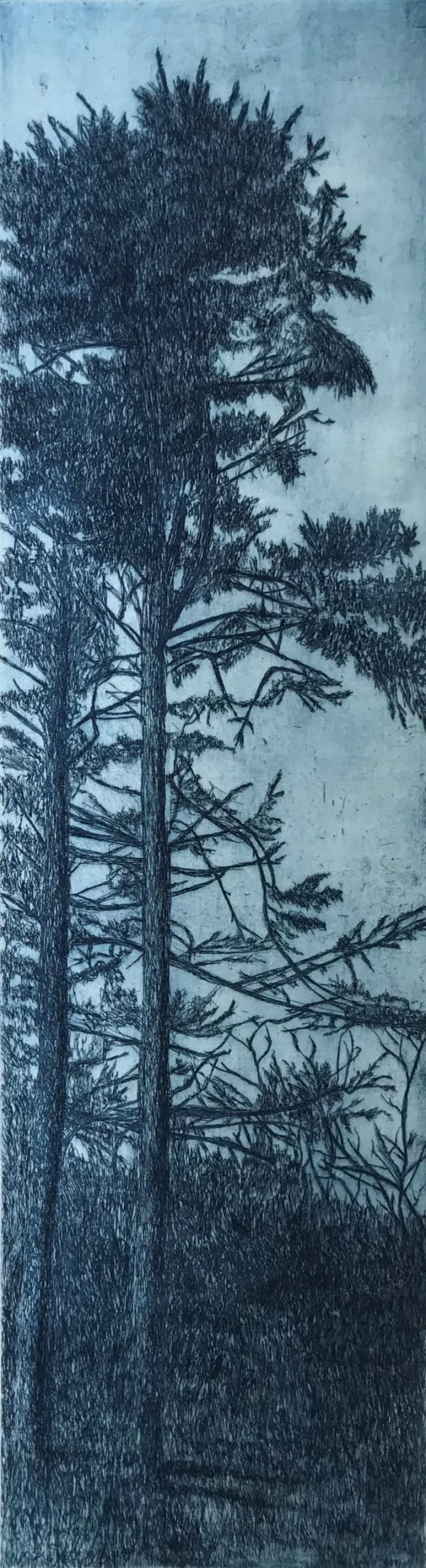 Kirstie Behrens Trees near Campo, Blue, 2022 Etching Print: 90 x 25 cm Frame: 113 x 43 cm Edition of 50