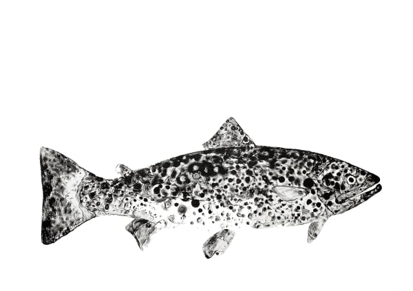 Stuart Mackenzie RSA Species: Trout photo-lithograph Paper: 56 x 76 cm Frame: 69 x 89 cm Edition of 6