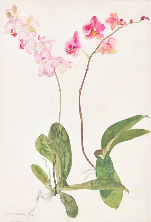 Elizabeth Blackadder RSA Orchid, 1992 Watercolour on paper 76 x 53 cm