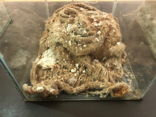 Ella Josephine Campbell, Face Flux 2, 2023