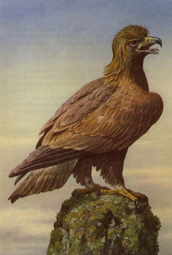 The Golden Feathered Lover