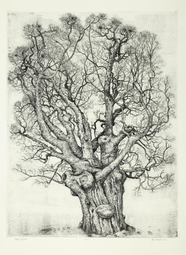 Ian Westacott - Beauly Sycamore, 2024