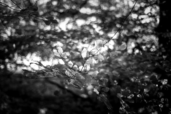 Denise DeLaunay-Wood Light Through Branches, 2022 Photographic print - Dibond lustre 15 x 21 cm