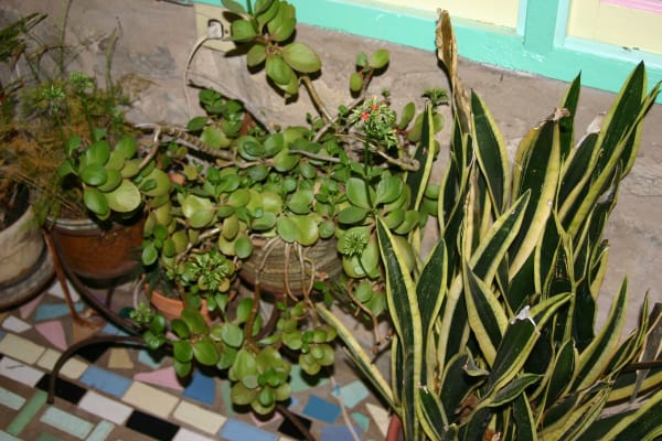 Still Lifes: Meg’s Plants, 2004