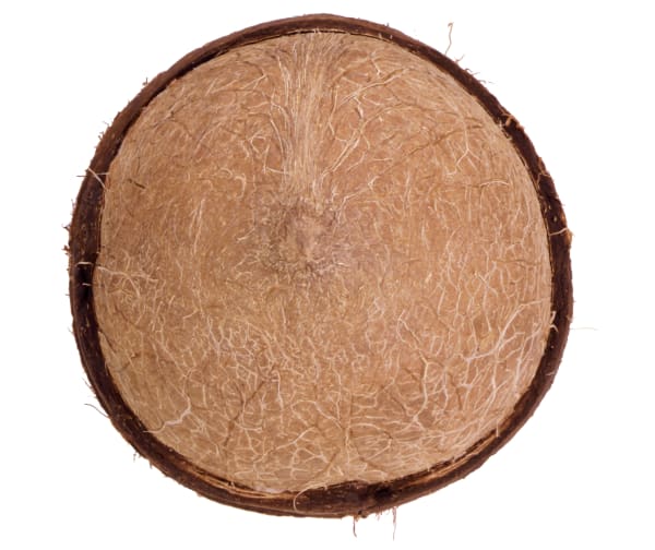 Coconut: Inner Shell, 1997